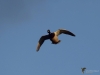 Filename=101_fotowilga~62.JPG
Filesize=163KB
Dimensions=700x525
Date added=Jan 22, 2019 101_fotowilga~62.JPG