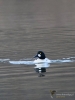 Filename=101_fotowilga~63.JPG
Filesize=260KB
Dimensions=525x700
Date added=Feb 06, 2019 101_fotowilga~63.JPG