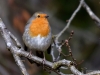 Filename=101_fotowilga~70.JPG
Filesize=270KB
Dimensions=700x525
Date added=Jun 02, 2019 101_fotowilga~70.JPG