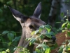 Filename=101_fotowilga~72.JPG
Filesize=303KB
Dimensions=700x525
Date added=Sep 16, 2019 101_fotowilga~72.JPG