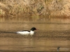 101_fotowilga~79.JPG