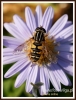 Filename=101_fotowilga~9.JPG
Filesize=203KB
Dimensions=413x540
Date added=Jul 26, 2014 101_fotowilga~9.JPG
