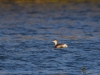 Filename=102__fotowilga.JPG
Filesize=290KB
Dimensions=700x525
Date added=Mar 24, 2019 102__fotowilga.JPG