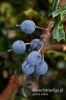 Filename=102_fotowilga~0.JPG
Filesize=86KB
Dimensions=360x540
Date added=Oct 04, 2012 102_fotowilga~0.JPG