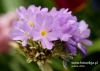 Filename=102_fotowilga~28.JPG
Filesize=80KB
Dimensions=640x457
Date added=May 08, 2016 102_fotowilga~28.JPG