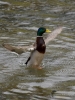 Filename=102_fotowilga~52.JPG
Filesize=293KB
Dimensions=525x700
Date added=Dec 11, 2017 102_fotowilga~52.JPG