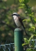 Filename=102_fotowilga~59.JPG
Filesize=220KB
Dimensions=499x700
Date added=Apr 19, 2018 102_fotowilga~59.JPG