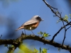 Filename=102_fotowilga~60.JPG
Filesize=242KB
Dimensions=700x525
Date added=Oct 27, 2018 102_fotowilga~60.JPG