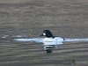 Filename=102_fotowilga~61.JPG
Filesize=258KB
Dimensions=700x525
Date added=Feb 06, 2019 102_fotowilga~61.JPG