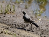 Filename=102_fotowilga~62.JPG
Filesize=296KB
Dimensions=700x525
Date added=Jan 05, 2019 102_fotowilga~62.JPG
