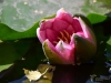 Filename=102_fotowilga~69.JPG
Filesize=238KB
Dimensions=700x525
Date added=Oct 13, 2019 102_fotowilga~69.JPG