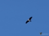 Filename=102_fotowilga~73.JPG
Filesize=154KB
Dimensions=700x525
Date added=Dec 04, 2019 102_fotowilga~73.JPG