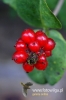 Filename=103_fotowilga~0.JPG
Filesize=79KB
Dimensions=360x540
Date added=Nov 22, 2012 103_fotowilga~0.JPG