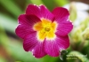 103_fotowilga~12.JPG