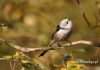 Filename=103_fotowilga~23.JPG
Filesize=91KB
Dimensions=640x452
Date added=Nov 02, 2015 103_fotowilga~23.JPG