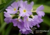 Filename=103_fotowilga~31.JPG
Filesize=76KB
Dimensions=640x457
Date added=May 14, 2016 103_fotowilga~31.JPG