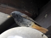 Filename=103_fotowilga~50.JPG
Filesize=229KB
Dimensions=700x525
Date added=Feb 10, 2018 103_fotowilga~50.JPG
