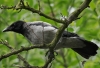 Filename=103_fotowilga~63.JPG
Filesize=262KB
Dimensions=700x479
Date added=Jul 15, 2019 103_fotowilga~63.JPG