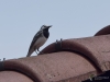 Filename=103_fotowilga~64.JPG
Filesize=222KB
Dimensions=700x525
Date added=Jul 17, 2019 103_fotowilga~64.JPG