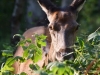 Filename=103_fotowilga~65.JPG
Filesize=318KB
Dimensions=700x525
Date added=Oct 10, 2019 103_fotowilga~65.JPG