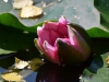 Filename=103_fotowilga~66.JPG
Filesize=236KB
Dimensions=700x525
Date added=Oct 13, 2019 103_fotowilga~66.JPG