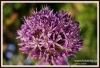 Filename=103_fotowilga~7.JPG
Filesize=152KB
Dimensions=720x493
Date added=Jun 18, 2013 103_fotowilga~7.JPG