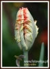 104_fotowilga~19.JPG