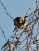 Filename=104_fotowilga~20.JPG
Filesize=82KB
Dimensions=373x480
Date added=Jan 20, 2016 104_fotowilga~20.JPG