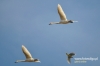 104_fotowilga~3.JPG