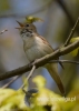 Filename=104_fotowilga~31.JPG
Filesize=47KB
Dimensions=343x480
Date added=Aug 02, 2016 104_fotowilga~31.JPG