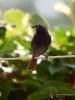 Filename=104_fotowilga~54.JPG
Filesize=214KB
Dimensions=525x700
Date added=Nov 03, 2017 104_fotowilga~54.JPG