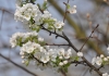 Filename=104_fotowilga~55.JPG
Filesize=255KB
Dimensions=700x493
Date added=Nov 20, 2017 104_fotowilga~55.JPG