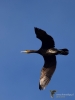 Filename=104_fotowilga~56.JPG
Filesize=186KB
Dimensions=525x700
Date added=Dec 11, 2017 104_fotowilga~56.JPG
