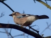 Filename=104_fotowilga~59.JPG
Filesize=220KB
Dimensions=700x525
Date added=Mar 31, 2018 104_fotowilga~59.JPG