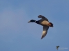 Filename=104_fotowilga~63.JPG
Filesize=166KB
Dimensions=700x525
Date added=Jan 27, 2019 104_fotowilga~63.JPG