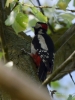 Filename=104_fotowilga~66.JPG
Filesize=235KB
Dimensions=525x700
Date added=Apr 01, 2019 104_fotowilga~66.JPG