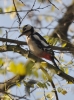 Filename=105_fotowilga~24.JPG
Filesize=88KB
Dimensions=357x480
Date added=Nov 08, 2015 105_fotowilga~24.JPG