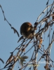 Filename=105_fotowilga~29.JPG
Filesize=81KB
Dimensions=373x480
Date added=Mar 19, 2016 105_fotowilga~29.JPG