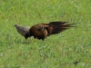 105_fotowilga~48.JPG
