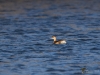 Filename=105_fotowilga~68.JPG
Filesize=295KB
Dimensions=700x525
Date added=Feb 23, 2019 105_fotowilga~68.JPG