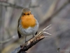 Filename=105_fotowilga~72.JPG
Filesize=247KB
Dimensions=700x525
Date added=May 06, 2019 105_fotowilga~72.JPG