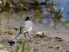 Filename=105_fotowilga~73.JPG
Filesize=300KB
Dimensions=700x525
Date added=Jun 22, 2019 105_fotowilga~73.JPG