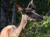 Filename=105_fotowilga~74.JPG
Filesize=304KB
Dimensions=700x525
Date added=Sep 16, 2019 105_fotowilga~74.JPG