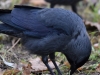 Filename=105_fotowilga~76.JPG
Filesize=282KB
Dimensions=700x525
Date added=Oct 30, 2019 105_fotowilga~76.JPG