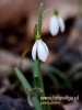 Filename=106_fotowilga~47.JPG
Filesize=44KB
Dimensions=360x480
Date added=Mar 07, 2017 106_fotowilga~47.JPG