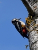 Filename=106_fotowilga~50.JPG
Filesize=225KB
Dimensions=525x700
Date added=Apr 02, 2019 106_fotowilga~50.JPG