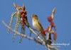 Filename=106_fotowilga~60.JPG
Filesize=87KB
Dimensions=640x457
Date added=Dec 10, 2017 106_fotowilga~60.JPG