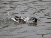 Filename=106_fotowilga~61.JPG
Filesize=296KB
Dimensions=700x525
Date added=Dec 11, 2017 106_fotowilga~61.JPG