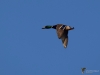 Filename=106_fotowilga~65.JPG
Filesize=157KB
Dimensions=700x525
Date added=Mar 19, 2018 106_fotowilga~65.JPG
