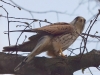 Filename=106_fotowilga~70.JPG
Filesize=255KB
Dimensions=700x525
Date added=May 08, 2019 106_fotowilga~70.JPG
